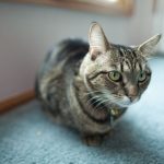 Why Is My Cat Not Urinating After Being Spayed