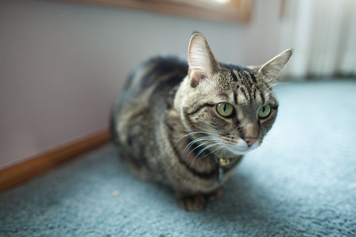 Why Is My Cat Not Urinating After Being Spayed
