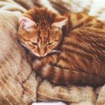 Why Is My Spayed Cat Pulling Out Her Stitches?