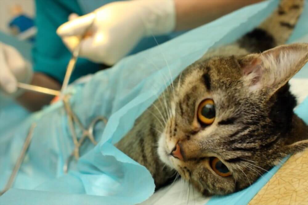 Why Is Your Cat Not Eating After Spay?