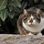 Will Jeyes Fluid Deter Cats?