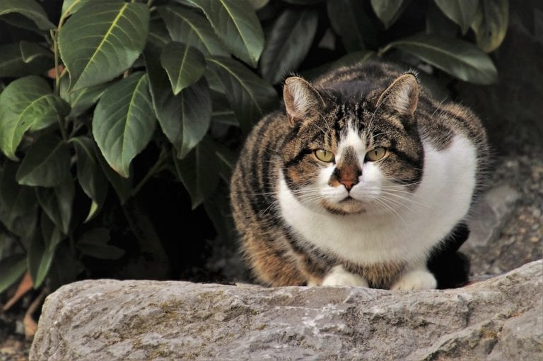 Will Jeyes Fluid Deter Cats?
