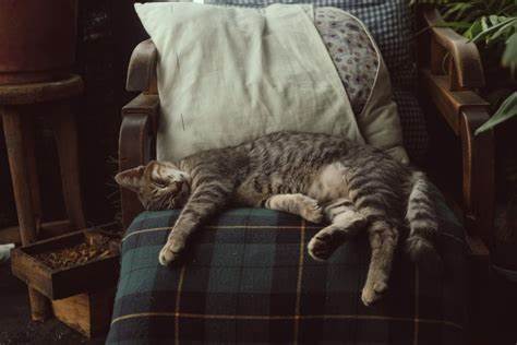 Can A Pregnant Cat Be Spayed