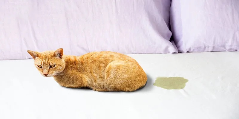 Can Cat Urine Get You High?