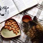Can Cats Eat Almond Oil?