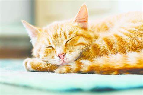 Do Bark Chippings Deter Cats?