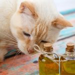 Do Cats Hate Tea Tree Oil?