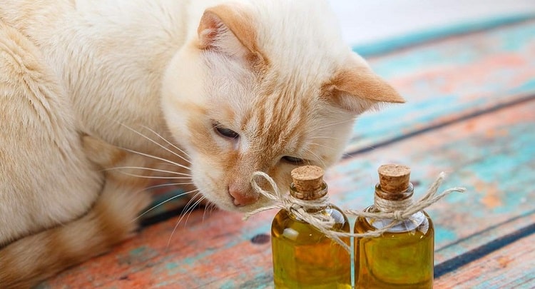 Do Cats Hate Tea Tree Oil?