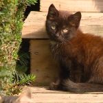 Does Cayenne Pepper Deter Cats?