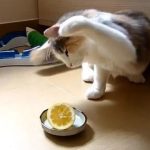 Does Lemon Scent Bother Cats