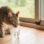 Does Malt Vinegar Deter Cats?
