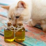 Does Olbas Oil Deter Cats?