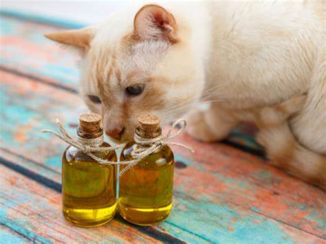 Does Olbas Oil Deter Cats?