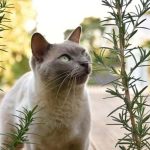 Does Rosemary Repel Cats?