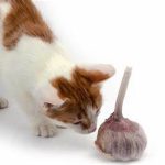 Does Wild Garlic Deter Cats?