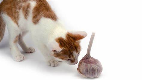 Does Wild Garlic Deter Cats?