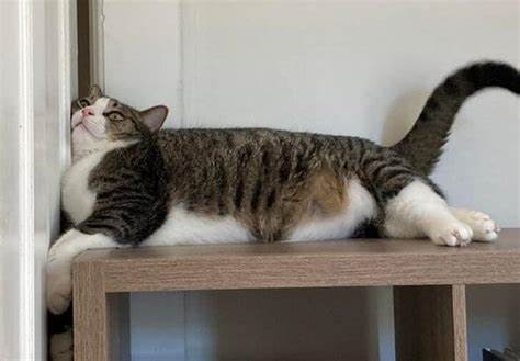 Why Can't Cats Decide To Go In Or Out