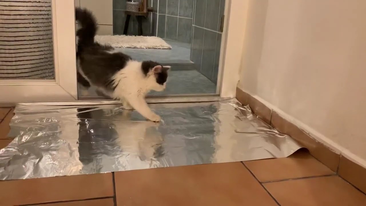 Why Do Cats Hate Aluminum Foil?
