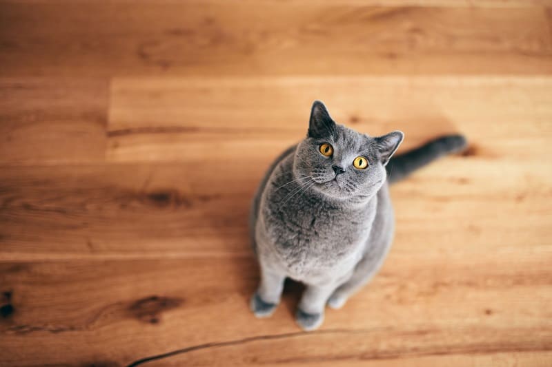 Why Do Cats Hate Tin Foil?