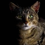 Why Do Cats Make Weird Noises at Night?