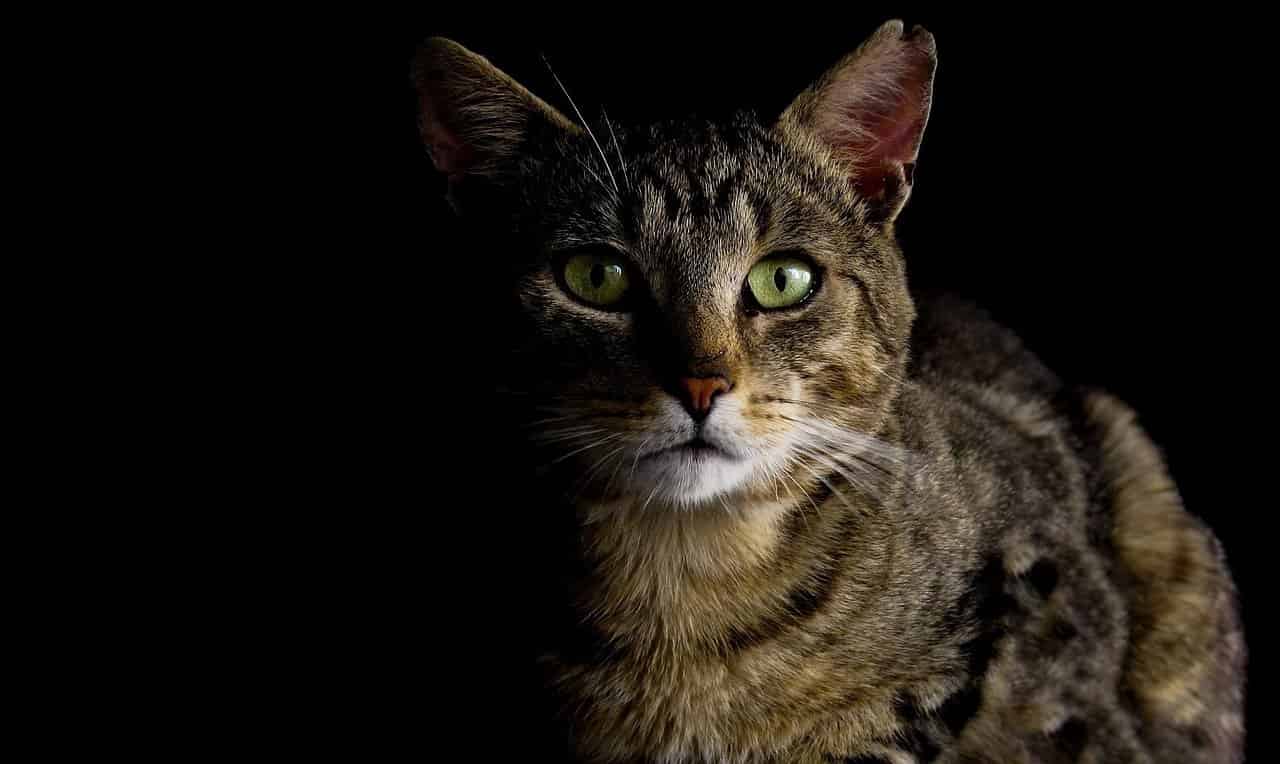 Why Do Cats Make Weird Noises at Night?