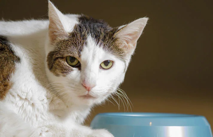 Why Does Former Stray Cat Have Food Obsession?