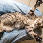 Are Female Cats Better Hunters Than Male Cats