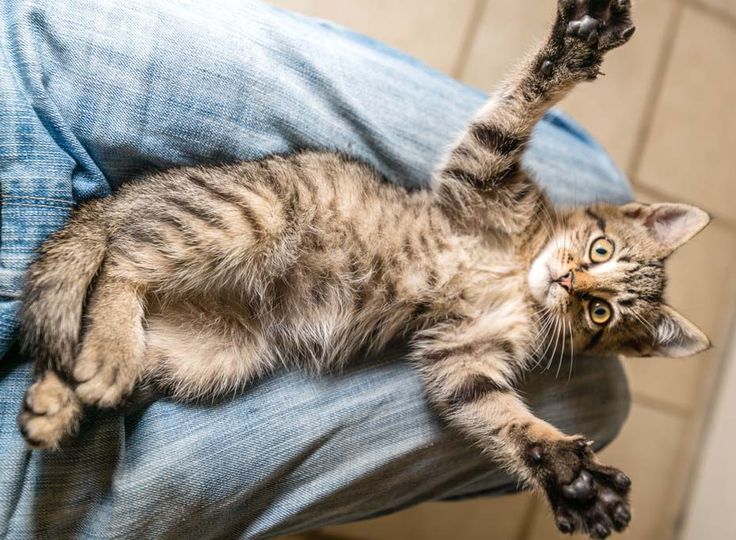 Are Female Cats Better Hunters Than Male Cats