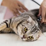 Can A Male Cat Still Impregnate After Being Neutered
