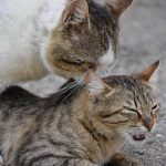 Can A Pregnant Cat Go Into Heat?