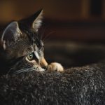 Can Cats Nurse After Being Spayed