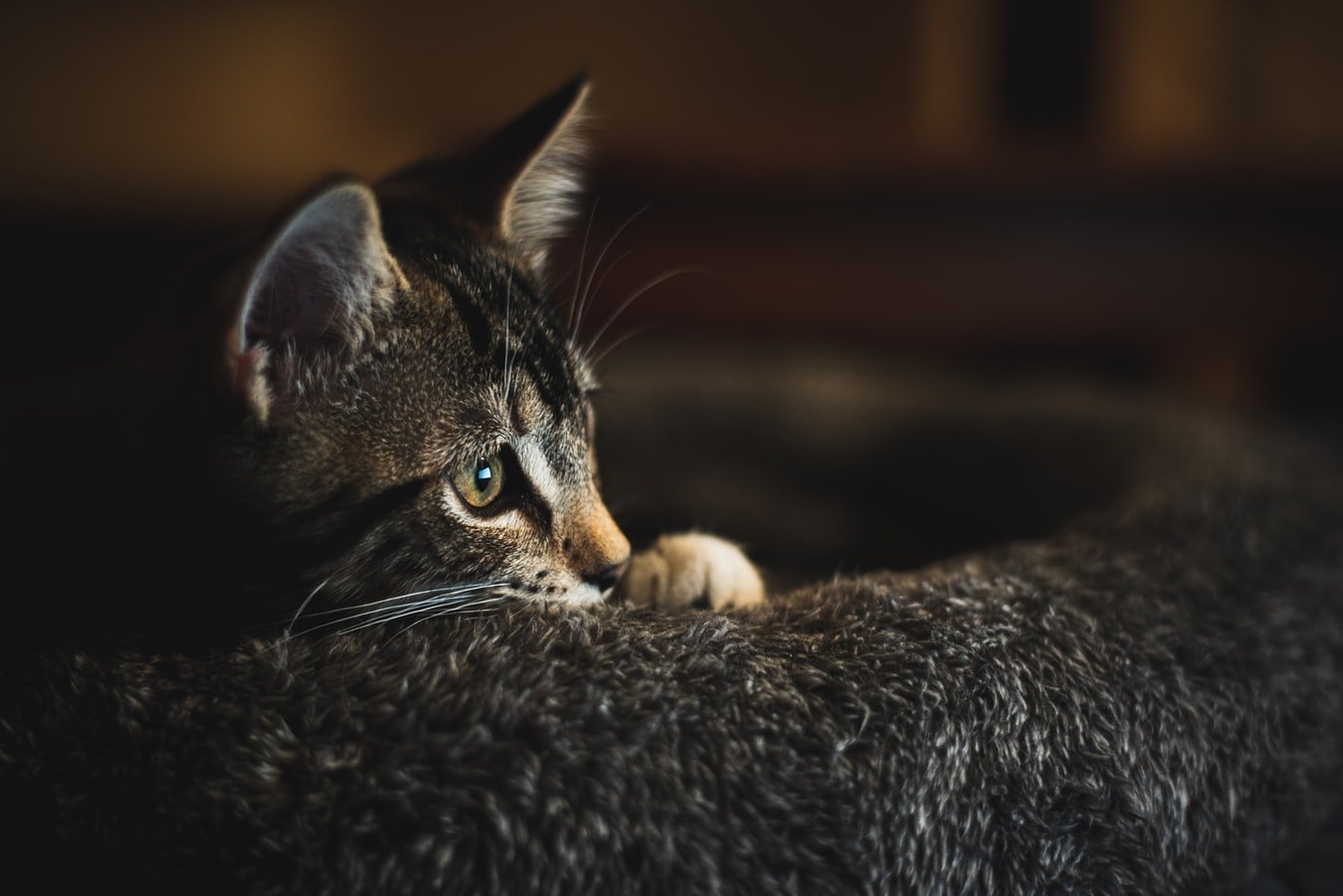 Can Cats Nurse After Being Spayed