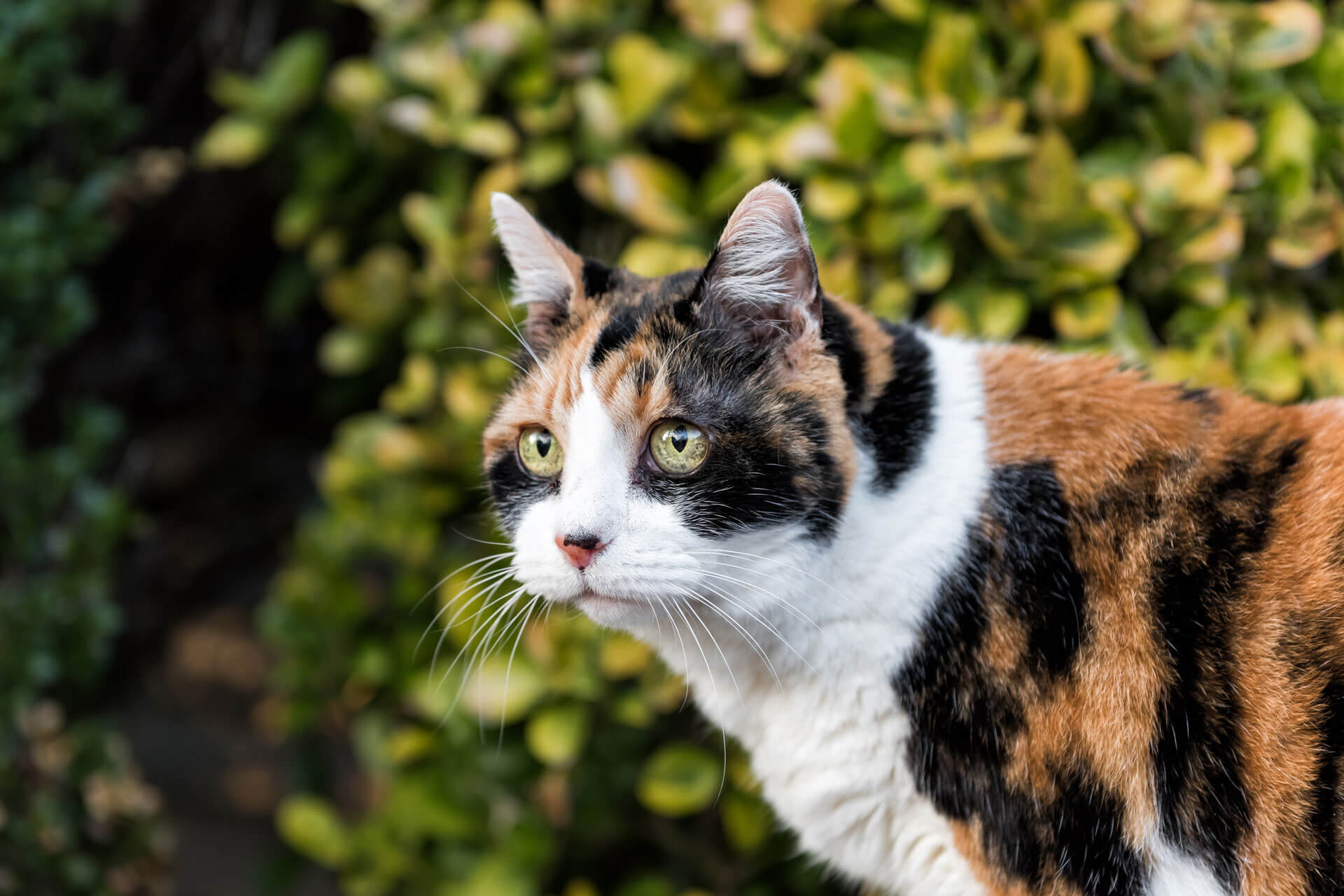 Do Female Cats Live Longer Than Male Cats?
