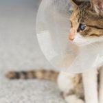 Do Male Cats Scratch More Than Female Cats