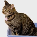 How To Discipline A Cat For Peeing Outside The Litter Box