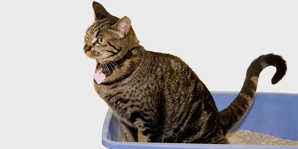How To Discipline A Cat For Peeing Outside The Litter Box