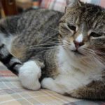 Why Do Cats Age Faster Than Humans?