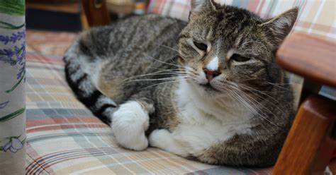 Why Do Cats Age Faster Than Humans?