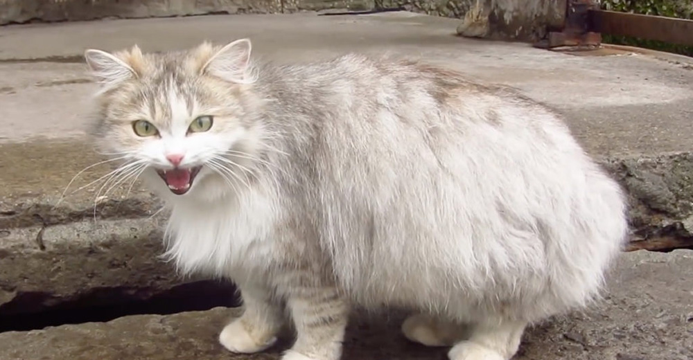 Why Is Male Cat Attacking Pregnant Female?