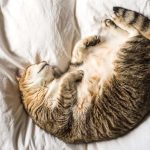 Why Is My Cat Still Fat After Giving Birth