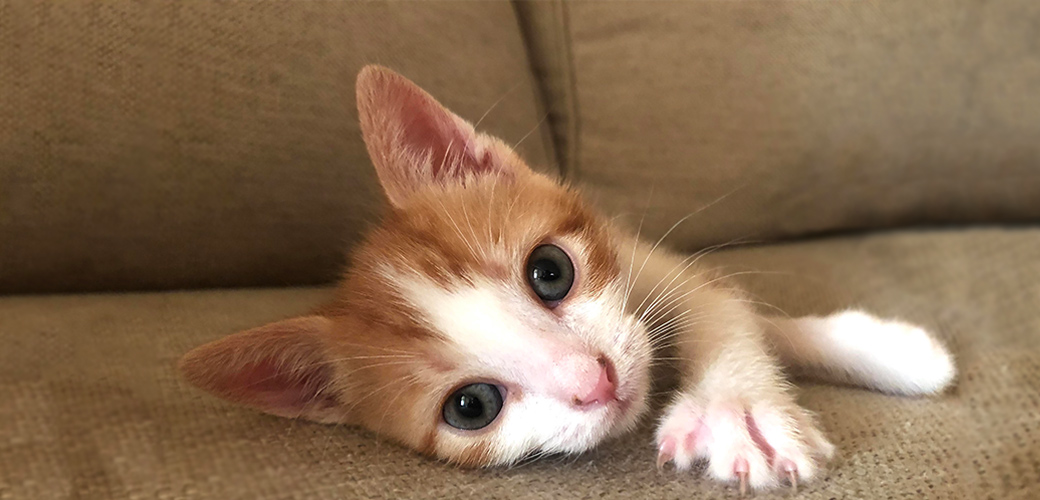 Why Is My Cat’s Umbilical Cord Still Attached To The Kitten