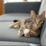 Why Is My Nursing Cat Not Peeing Or Pooping After Birth