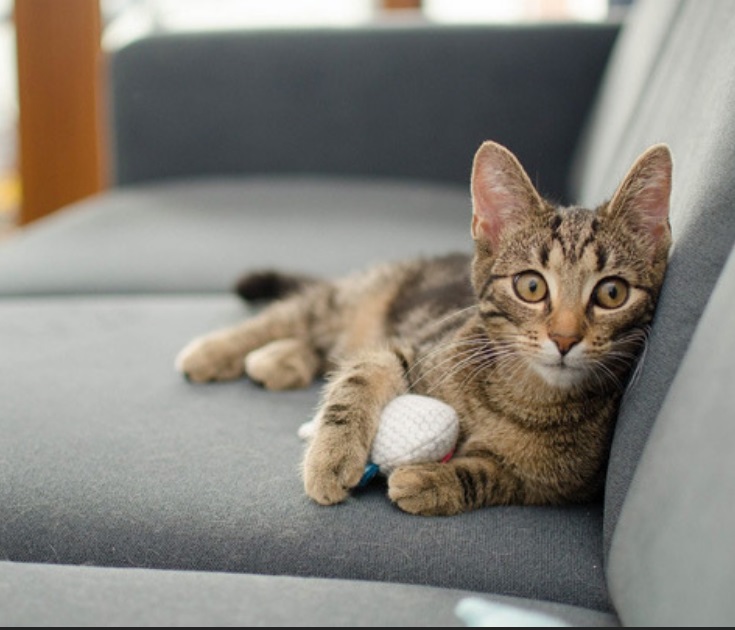 Why Is My Nursing Cat Not Peeing Or Pooping After Birth
