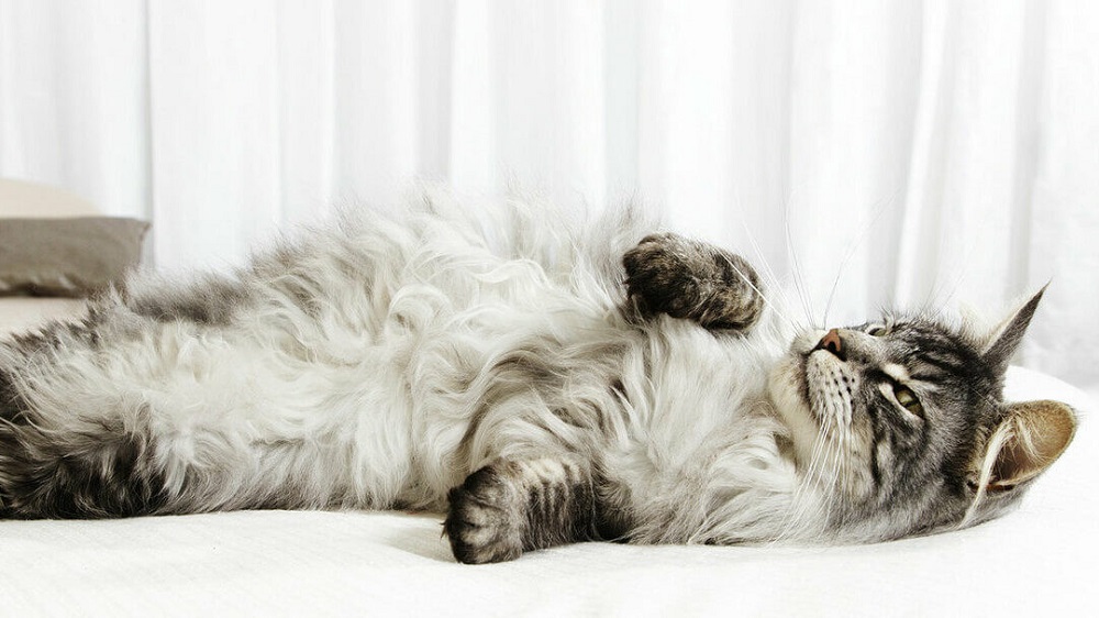 Why Is My Pregnant Cat Hyperactive And Restless?