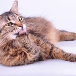 Why Is My Pregnant Cat Licking Herself A Lot