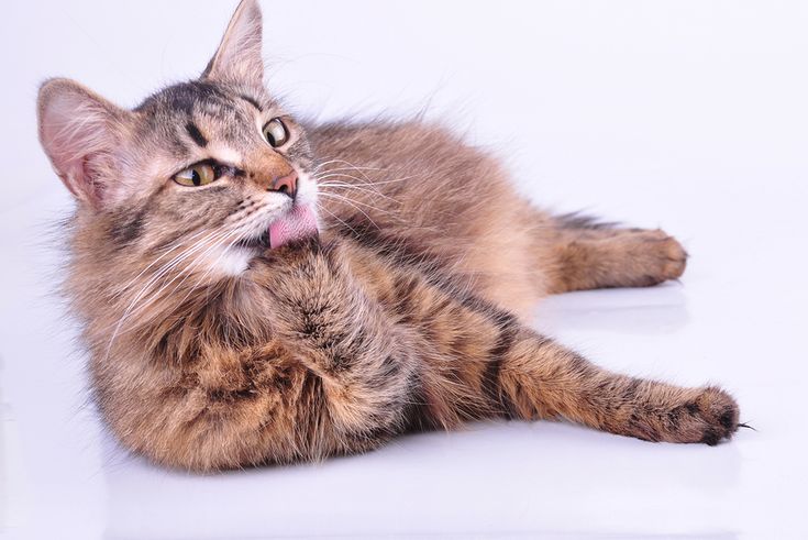 Why Is My Pregnant Cat Licking Herself A Lot