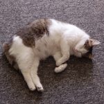 Why Is My Pregnant Cat Not Eating
