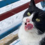 Why Is My Pregnant Cat Purring So Much?