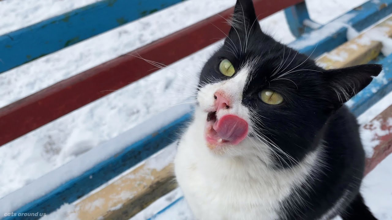 Why Is My Pregnant Cat Purring So Much?