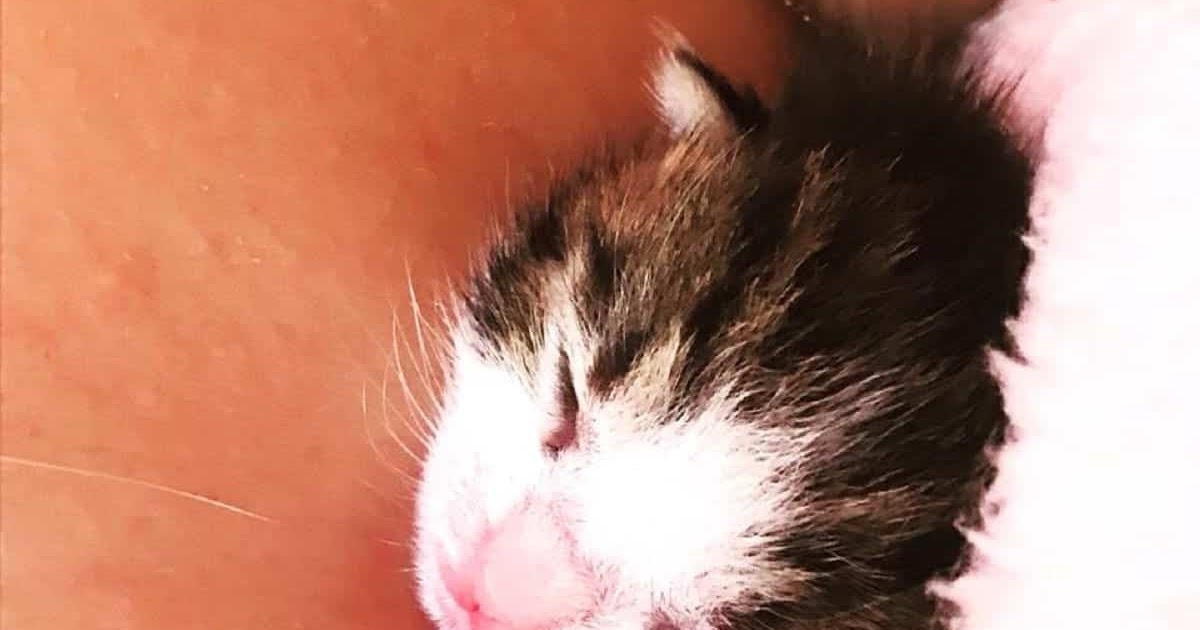 Cat Has Diarrhea After Giving Birth